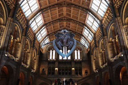 ロンドン自然史博物館 これぞ自然史博物館 自然史博物館の王道中の王道 徒然漫遊記